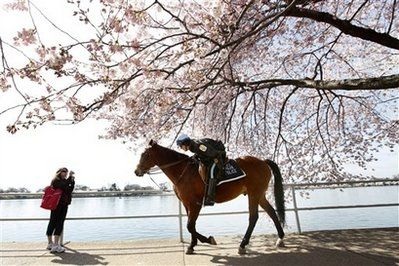 Chùm ảnh: Washington mùa anh đào nở - 10 Chùm ảnh: Washington mùa anh đào nở - 10