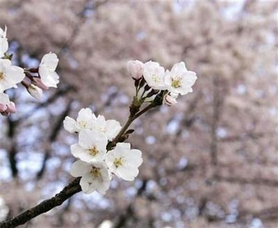 Chùm ảnh: Washington mùa anh đào nở - 8 Chùm ảnh: Washington mùa anh đào nở - 8