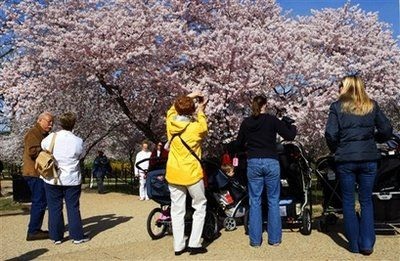 Chùm ảnh: Washington mùa anh đào nở - 14 Chùm ảnh: Washington mùa anh đào nở - 14