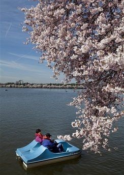 Chùm ảnh: Washington mùa anh đào nở - 7 Chùm ảnh: Washington mùa anh đào nở - 7