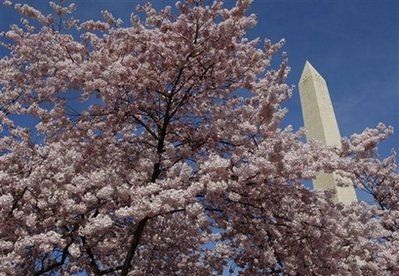 Chùm ảnh: Washington mùa anh đào nở - 9 Chùm ảnh: Washington mùa anh đào nở - 9