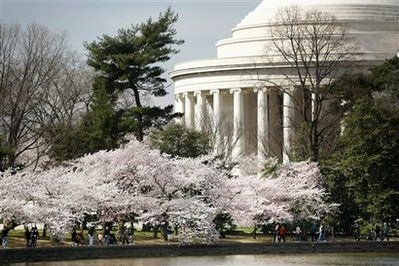 Chùm ảnh: Washington mùa anh đào nở - 1 Chùm ảnh: Washington mùa anh đào nở - 1