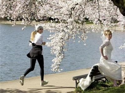 Chùm ảnh: Washington mùa anh đào nở - 13 Chùm ảnh: Washington mùa anh đào nở - 13