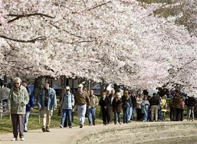 Chùm ảnh: Washington mùa anh đào nở - 4 Chùm ảnh: Washington mùa anh đào nở - 4
