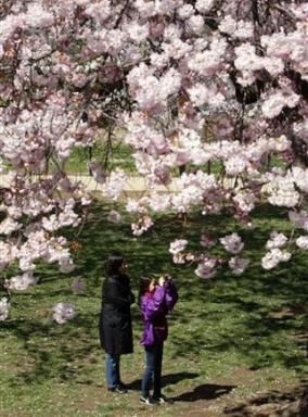Chùm ảnh: Washington mùa anh đào nở - 3 Chùm ảnh: Washington mùa anh đào nở - 3