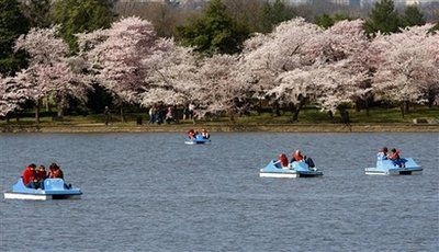 Chùm ảnh: Washington mùa anh đào nở - 6 Chùm ảnh: Washington mùa anh đào nở - 6