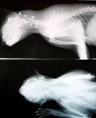 Trúng 27 phát đạn vẫn sống sót - 1