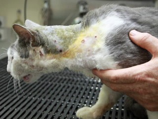 Trúng 27 phát đạn vẫn sống sót - 3