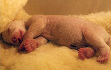 Berlin tổ chức sinh nhật cho "công dân đặc biệt" - 4