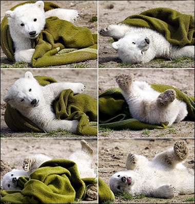 Berlin tổ chức sinh nhật cho "công dân đặc biệt" - 7