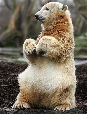 Berlin tổ chức sinh nhật cho "công dân đặc biệt" - 8