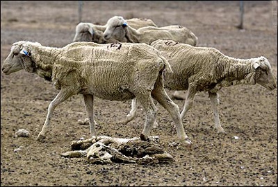 Chùm ảnh: Thảm hoạ khí hậu thay đổi - 10