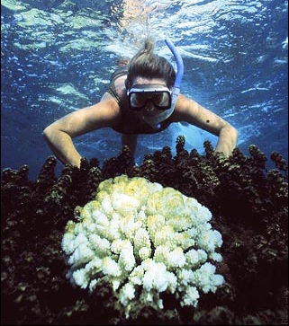 Chùm ảnh: Thảm hoạ khí hậu thay đổi - 8