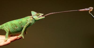 Những bức ảnh kỳ quặc nhất trong năm - 6