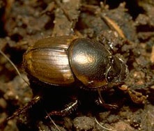 Giải thưởng Ig Nobel giành cho những phát minh kỳ quái - 5 Giải thưởng Ig Nobel giành cho những phát minh kỳ quái - 5