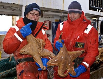 Chùm ảnh: Những sinh vật kỳ lạ dưới đáy biển Nam Cực - 1