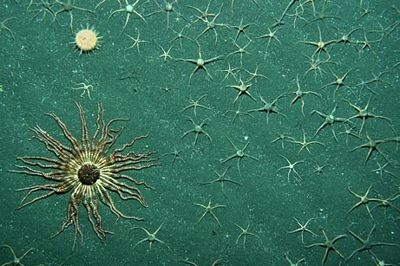 Chùm ảnh: Những sinh vật kỳ lạ dưới đáy biển Nam Cực - 12