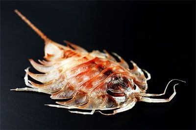 Chùm ảnh: Những sinh vật kỳ lạ dưới đáy biển Nam Cực - 14