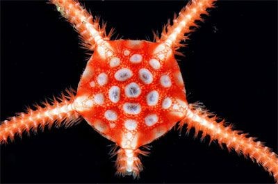 Chùm ảnh: Những sinh vật kỳ lạ dưới đáy biển Nam Cực - 4