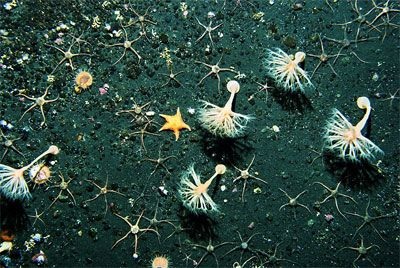 Chùm ảnh: Những sinh vật kỳ lạ dưới đáy biển Nam Cực - 7