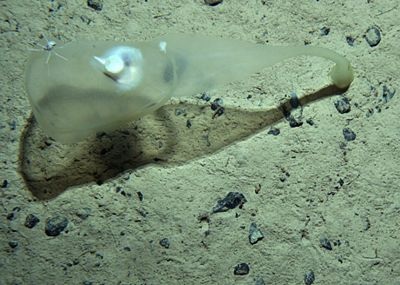 Chùm ảnh: Những sinh vật kỳ lạ dưới đáy biển Nam Cực - 3