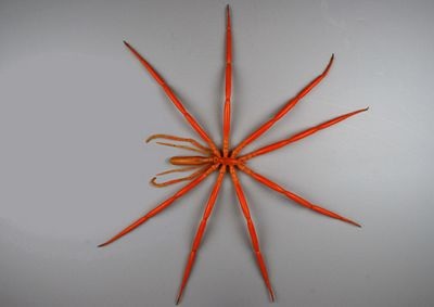 Chùm ảnh: Những sinh vật kỳ lạ dưới đáy biển Nam Cực - 13