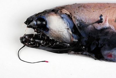 Chùm ảnh: Những sinh vật kỳ lạ dưới đáy biển Nam Cực - 8