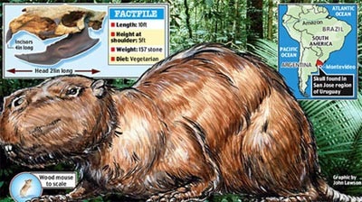 Chuột to hơn bò! - 1 Chuột to hơn bò! - 1