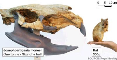 Chuột to hơn bò! - 2 Chuột to hơn bò! - 2