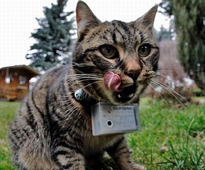 Mèo làm “phó nháy” - 1