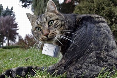 Mèo làm “phó nháy” - 2