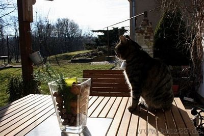 Mèo làm “phó nháy” - 3