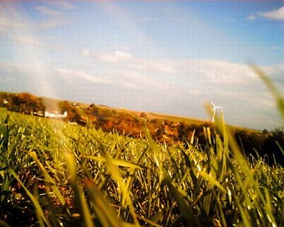 Mèo làm “phó nháy” - 7