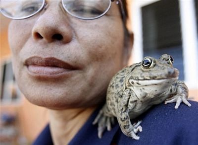 Chùm ảnh: Ếch biết làm xiếc - 1