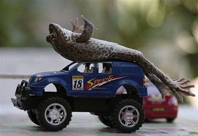 Chùm ảnh: Ếch biết làm xiếc - 4