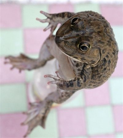 Chùm ảnh: Ếch biết làm xiếc - 5