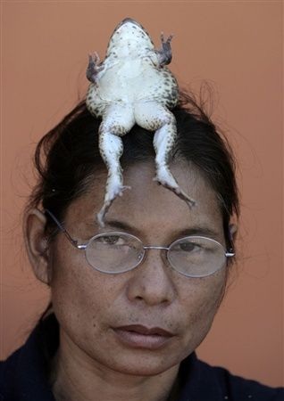 Chùm ảnh: Ếch biết làm xiếc - 6