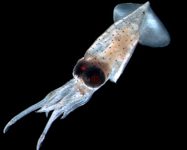 Phát hiện các sinh vật biển lạ ở ngoài khơi Philippines - 1