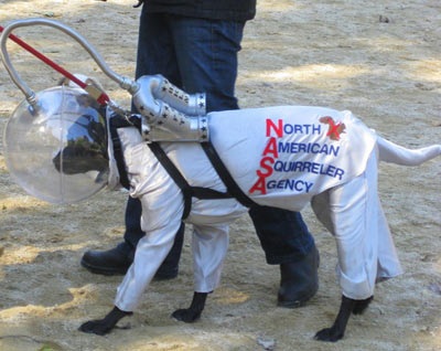 “Choáng” trang phục Halloween dành cho cẩu - 10