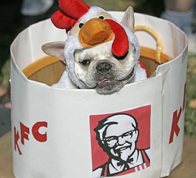 “Choáng” trang phục Halloween dành cho cẩu - 2