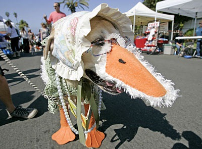 “Choáng” trang phục Halloween dành cho cẩu - 3