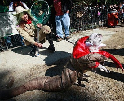 “Choáng” trang phục Halloween dành cho cẩu - 7