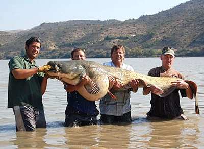Cá trê đại bự: 102kg - 1