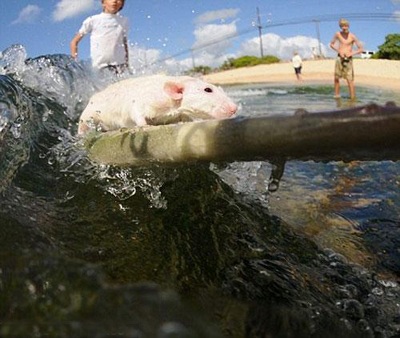 Chùm ảnh: Chuột lướt sóng cực "siêu" - 2