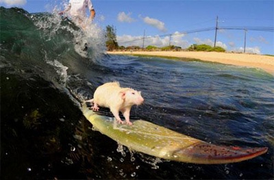 Chùm ảnh: Chuột lướt sóng cực "siêu" - 3