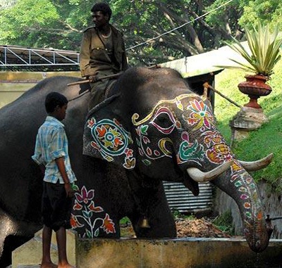 Ảnh ngộ nghĩnh về động vật - 2