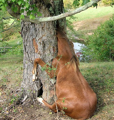 Ngựa "hôn" cây - 2