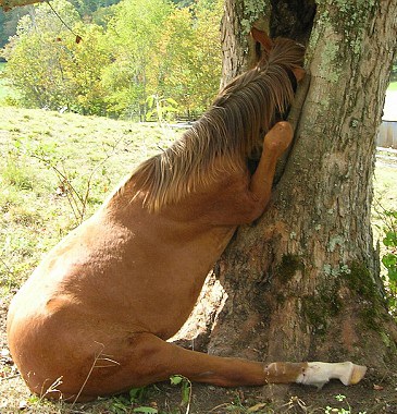Ngựa "hôn" cây - 1