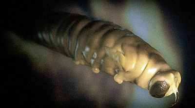 Chùm ảnh: Hé mở cuộc sống bí mật trong tử cung  - 8