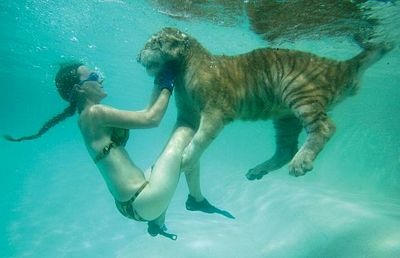 Chùm ảnh: Người đẹp dạy hổ học bơi - 4